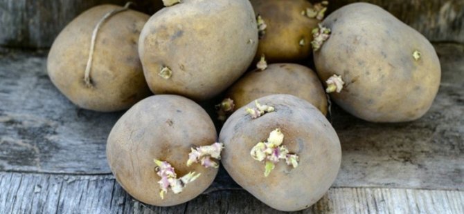 Filizlenmiş Yeşil Patatesler Yenebilir mi? Filizlenen patatesin zararları neler?