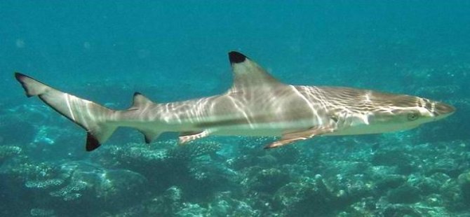 KKTC sahillerinde köpekbalığı görüntülendi (Foto-Haber)