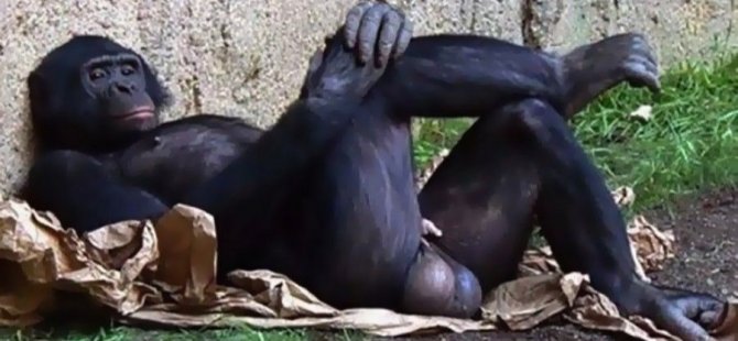 Bilim Köşesi: Şempanze ile İnsan Testisleri Arasındaki Boyut Farkının Evrimsel Analizi