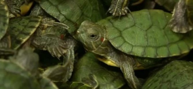 Bavulla 5 bin 225 yavru kaplumbağa kaçırmaya çalışırken yakalandılar