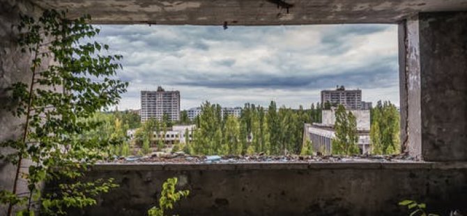 Çernobil’deki Nükleer Felaketten Sonra Bitkiler Neden Ölmedi?
