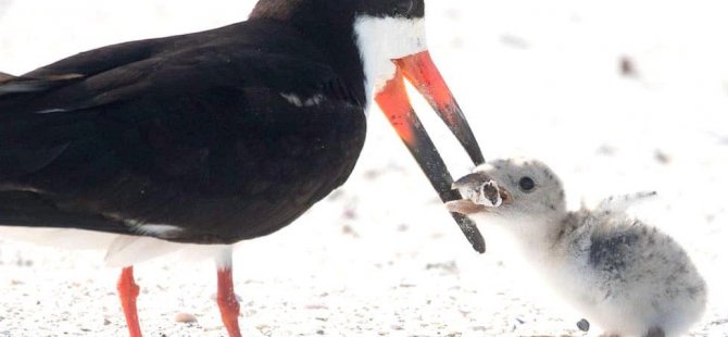Çevre kirliliğinin yeni simgesi: Yavrusunu izmaritle beslemeye çalışan anne kuş