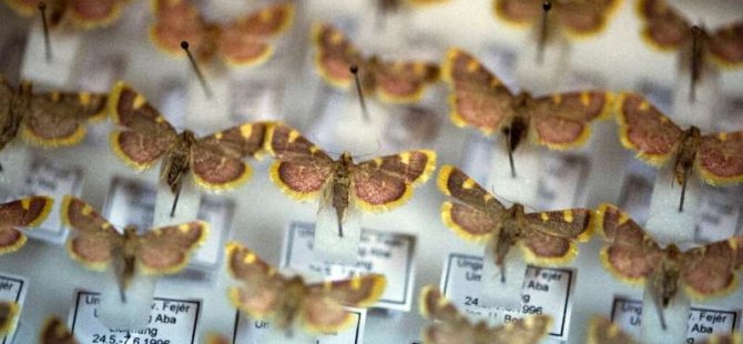 Araştırmacılara Göre Böceklerin Neredeyse Yarısının Nesli Tükenmek Üzere