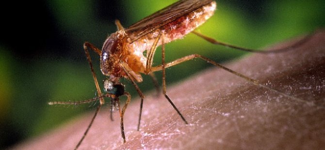 Sivrisinekler Neden Var, Ne İşe Yarar? Yok Etsek Olmaz Mı?