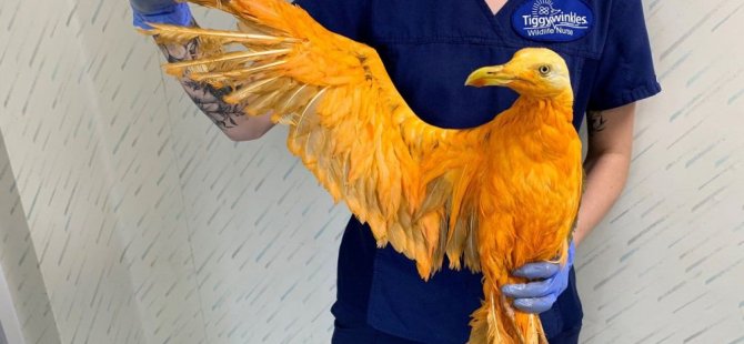 İngiltere'de fark edilip hastaneye götürülen turuncu kuşun kimliği ortaya çıktı: Köri sosuna bulanmış bir martı