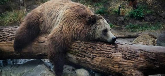 Hindistan’da, ‘afrodizyak’ diye ayıları öldürüp penislerini yiyen adam tutuklandı