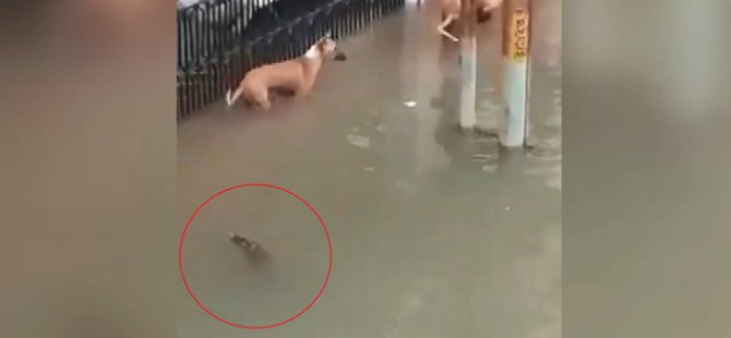 Sel suları ile şehre gelen timsah, köpeğe saldırdı (Video)