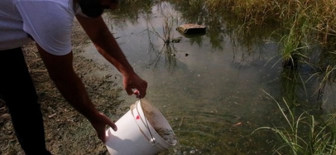 Gazimağusa Belediyesi Çanakkale Göleti’ne sivrisinek larvalarını yiyen balıklar bıraktı
