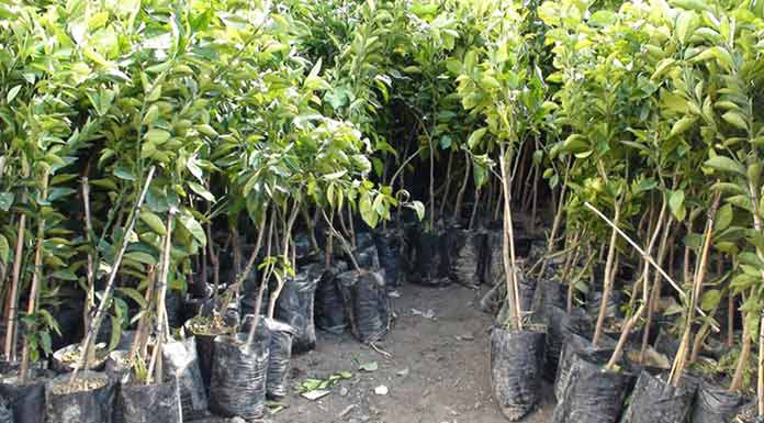 Güney Lefkoşa'ya 300 Bin ağaç dikiliyor