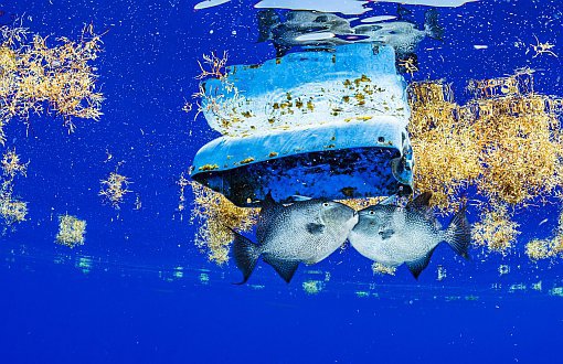 Plastik Kirliliği Sargasso Denizi'nde de Canlı Yaşamı Tehdit Ediyor