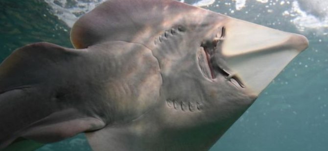 Köpekbalığı ve vatoz türleri uluslararası koruma kapsamına alınıyor