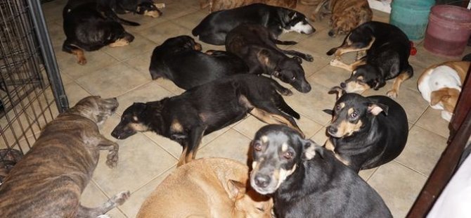 Kasırgadan korumak için 97 köpeğe evini açtı