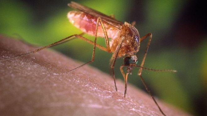 Sivrisinekler neden bazı kişileri daha fazla ısırır?