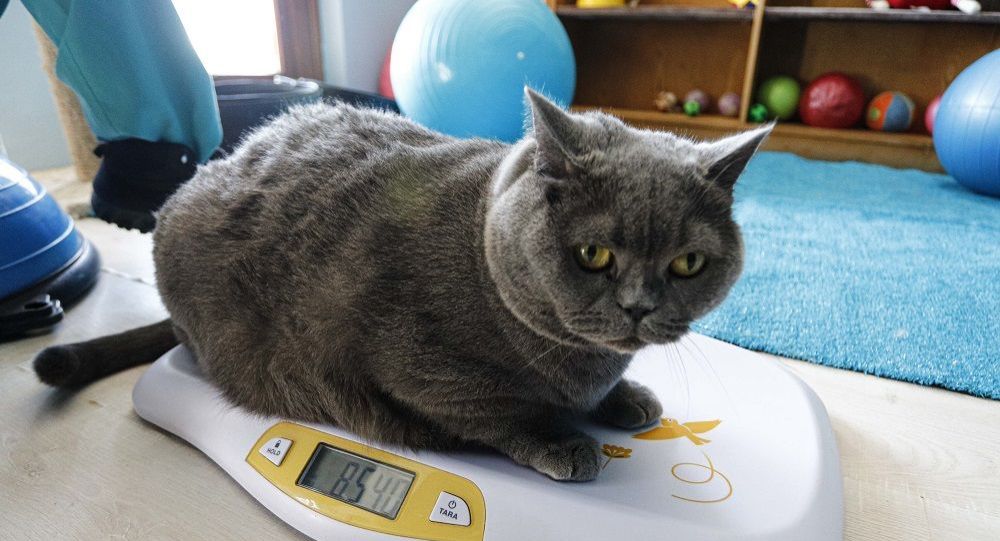Obez kedi Shanti, koşu bandı ve pilates ile 4.5 kilo verdi