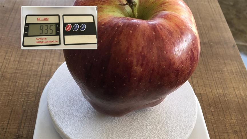 935 gramlık elma görenleri şaşırtıyor