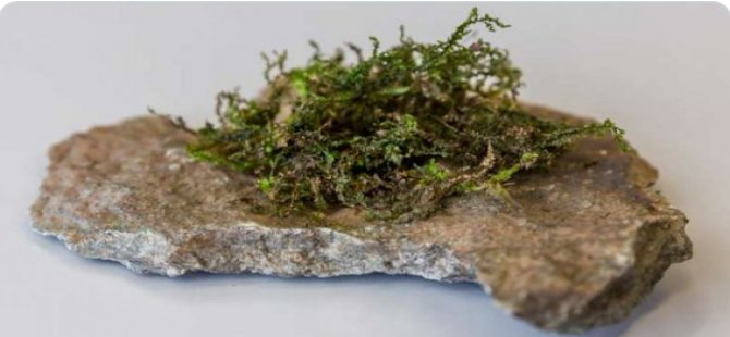 Hintkenevirine rakip olabilecek bir yosun türü keşfedildi