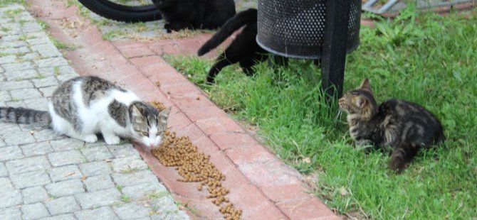 'Sitenin bahçesinde bulunan kedileri, mamalarına kimyasal madde dökerek zehirlemeye çalıştı'