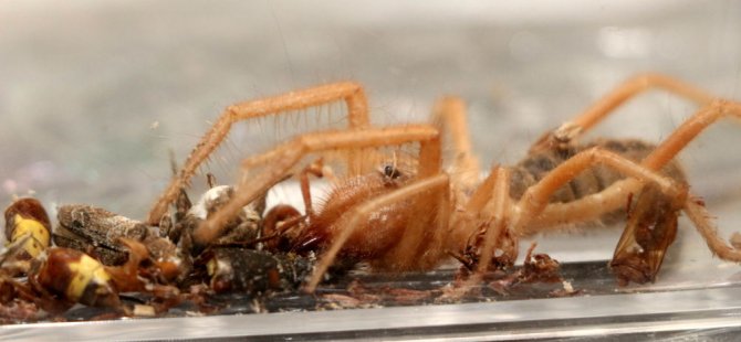 Et yiyen örümceği saklama kabında besliyor: 'Adı Hüsamettin