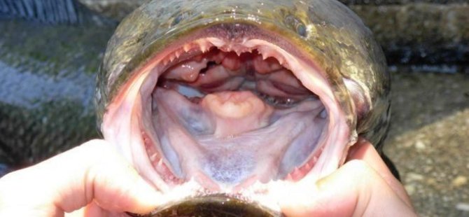 Karada yaşayan yılanbaş balığı alarmı: 'Gördüğünüz yerde öldürüp dondurun'