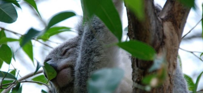 Avustralya'da orman yangınları: 'Yüzlerce koala ölmüş olabilir'