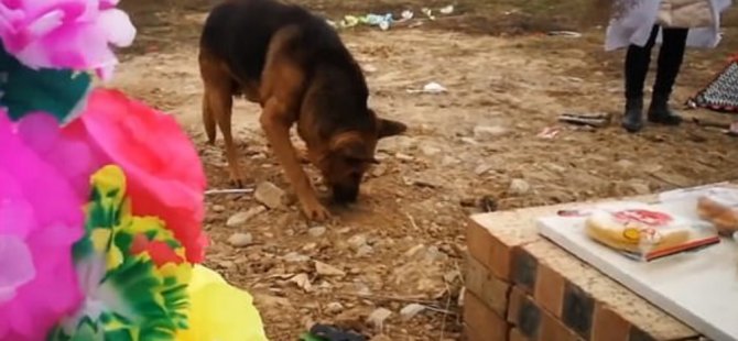 Ölen sahibini özleyen köpek, toprağı kazarak sahibine ulaşmaya çalıştı: Mezardan ayrılmayı reddediyor