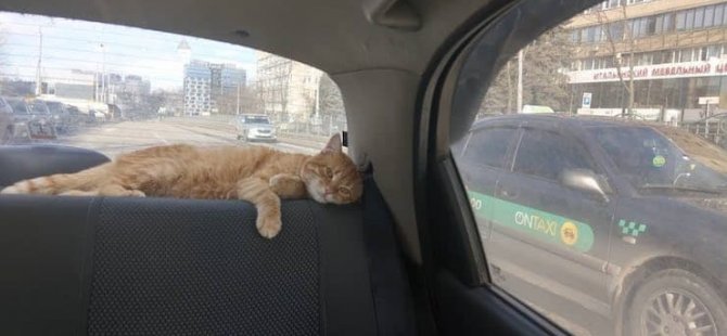 Ukrayna’nın en popüler taksisi: Şoförün muavini kedi Tea