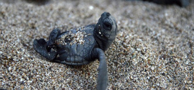 Bu yıl 537 bin 424 yavru kaplumbağa denizle buluştu