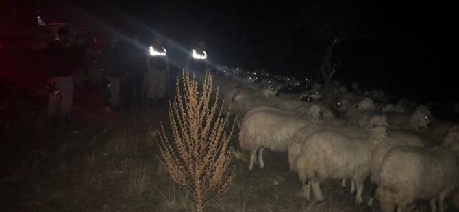 Sis nedeniyle kaybolan 150 koyun bulundu