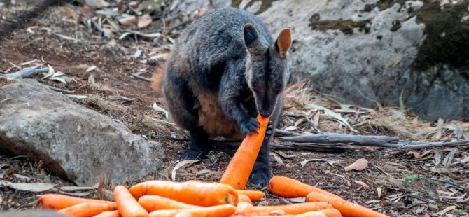 Avustralya'da yangın yüzünden aç kalan yaban hayvanlarına havadan patates-havuç yardımı