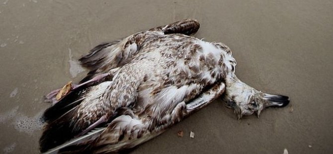 'Okyanustaki dev sıcak su kütlesi bir milyon kuşun ölümüne neden oldu'