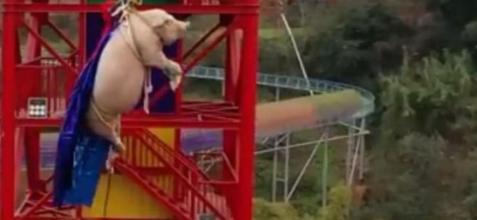 Domuza bungee jumping yaptıran eğlence parkı özür diledi