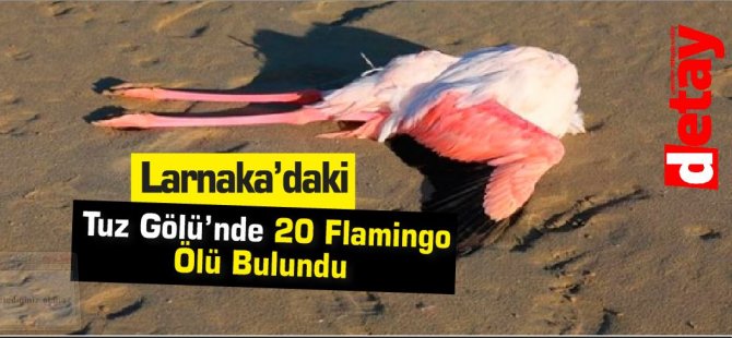 Larnaka’daki Tuz Gölü’nde 20 Flamingo Ölü Bulundu