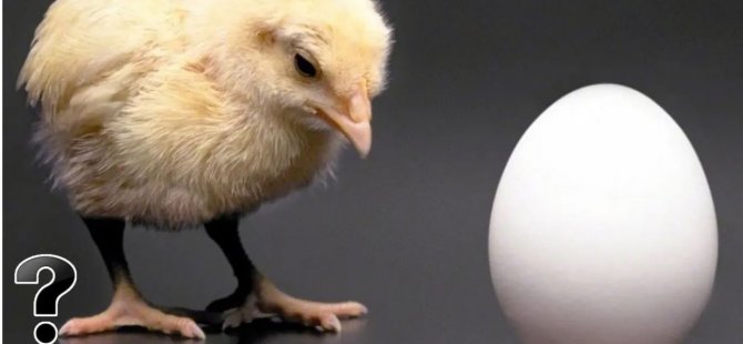 Tavuk Mu Yumurtadan, Yumurta Mı Tavuktan Çıkar?