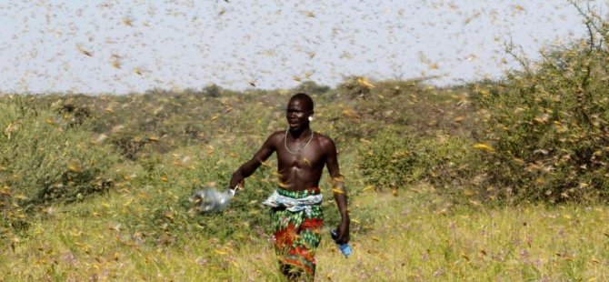 Somali'de acil durum : Çekirge İstilası