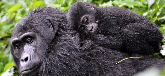 Nesli tükenen gorillere yıldırım çarptı; 4 goril öldü