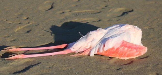 Larnaka'da kurşun zehirlenmesinden ölen flamingoların sayısı 77