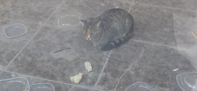 İş yerinde mahsur kalan kedi, 20 gündür kapı altından atılan yiyeceklerle besleniyor