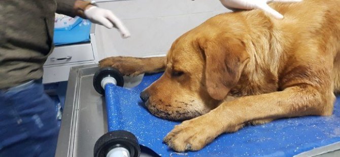Yangında bayılan köpek kalp masajıyla kurtarıldı