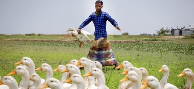 Çin, Pakistan’da 100 bin ördek ‘konuşlandıracak’: Amaç çekirgelerle mücadele