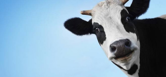 Hint politikacılardan Koronavirüs'e karşı 'inek idrarı' önerisi
