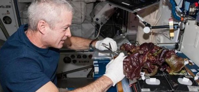 Astronotlar uzayda yetişen marulu tattı: Lezzetli