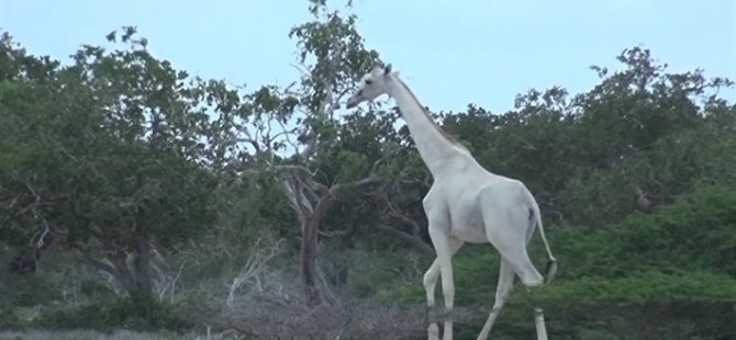 Kenya'da, dünyada nadir görülen 2 beyaz zürafa avcılar tarafından katledildi!