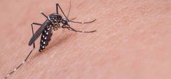 Dünya Sağlık Örgütü, 'Koronavirüs sivrisineklerle bulaşır mı?' sorusuna yanıt verdi