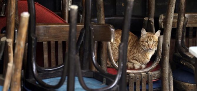 Belçika'da bir kedi, sahibinden koronavirüs kaptı; Covid-19 insandan hayvana da bulaşıyor