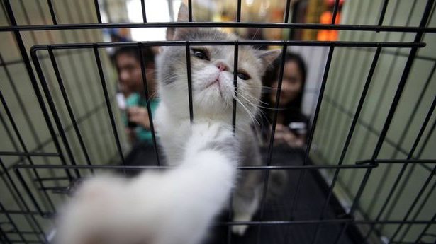 Shenzhen’de kedi ve köpek eti yemek yasaklandı