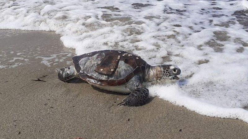 Kuşadası’nda 1 ayda 8 deniz kaplumbağası ölü bulundu