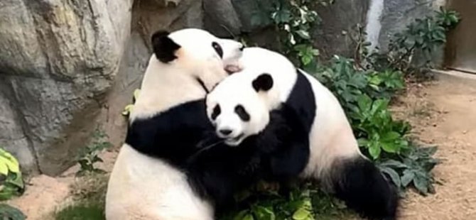 10 yıldır çiftleşmeyen pandalar, ‘corona’ nedeniyle hayvanat bahçesi kapanınca çiftleşti