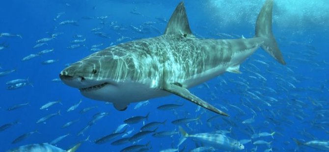 Büyük Set Resifi’nde köpekbalığı saldırısına uğrayan adam hayatını kaybetti