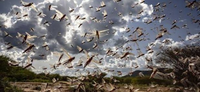 Ο ΟΗΕ προειδοποιεί για νέες εισβολές ακρίδα