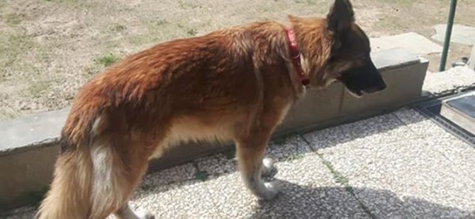 Sahibi Covid-19’a yakalanan köpek, evden kaçıp tedavi gördüğü hastaneye gitti